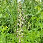 Himantoglossum adriaticum Flower