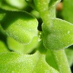 Mesembryanthemum cordifolium Blatt