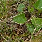 Viola cucullata Leaf