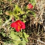 Hibiscus aponeurus Blomst