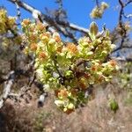 Curatella americana Flors