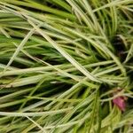 Carex ornithopoda Blad