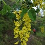 Laburnum alpinumBlomma