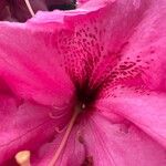 Rhododendron spp. Цветок