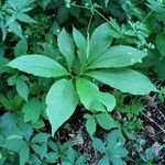 Arisaema dracontium Листок