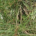 Pinus rigida पत्ता