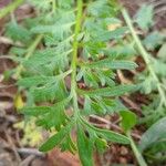 Lepidium bonariense 葉