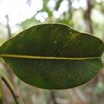 Calophyllum tacamahaca Leaf