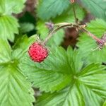 Fragaria vescaPlod