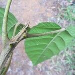 Conceveiba guianensis Други