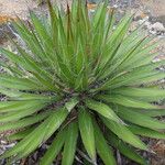 Agave filifera Habit