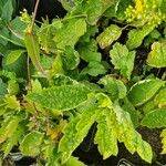 Patrinia scabiosifolia Leaf