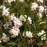 Androsace villosa Kvet