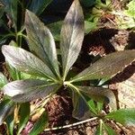 Helleborus viridis Leaf