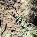 Vachellia farnesiana Blatt