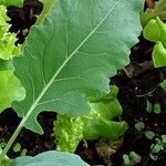 Brassica rapa Leaf