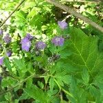 Phacelia bipinnatifida Flor