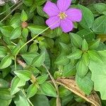 Dissotis rotundifolia Цвят