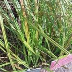 Carex pseudocyperus ഇല