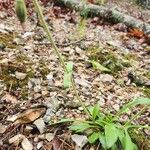 Silene virginica Leaf