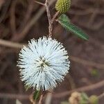 Mimosa pigra फूल