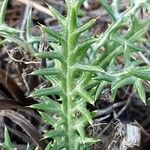 Cynara humilis Hoja