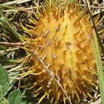 Cucumis ficifolius Fruit