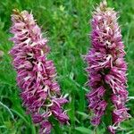 Orchis × bergonii Flor