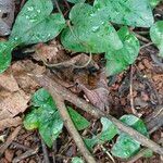 Geophila obvallata Leaf