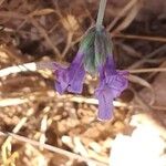 Lavandula maroccana Kvet