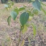 Physalis angulata Leaf