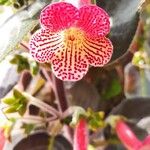 Kohleria amabilisFlower