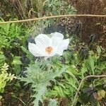 Argemone albiflora Flower