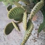 Opuntia microdasys Leht