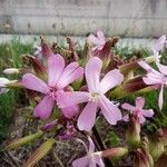 Saponaria caespitosa Flower