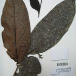 Cordia sagotii ᱮᱴᱟᱜ