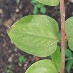 Coriaria myrtifolia Folha