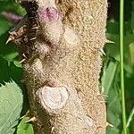 Solanum quitoense Bark