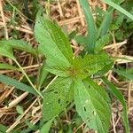 Acalypha virginica Blatt