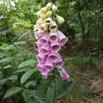 Digitalis purpureaപുഷ്പം