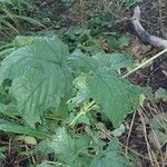 Edgeworthia chrysantha List