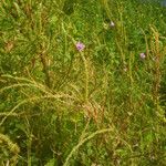 Ipomoea heterotricha Habit