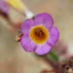 Phacelia bicolor Fiore