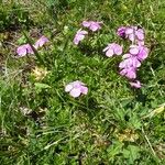 Dianthus alpinus Habitat