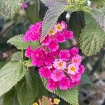 Lantana camara फूल