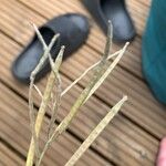 Euphorbia platyclada Fruto