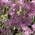 Limonium tuberculatum Blüte