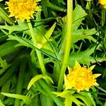 Sanicula arctopoides Flor