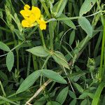 Lathyrus pratensisموطن