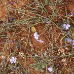 Linum leonii Habit